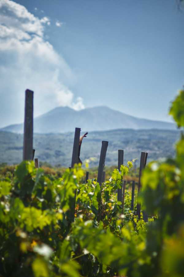 Vigneti sull'Etna