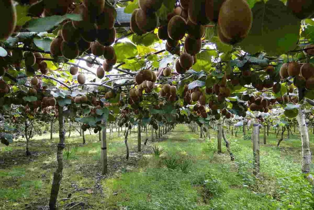 Raccolta di kiwi