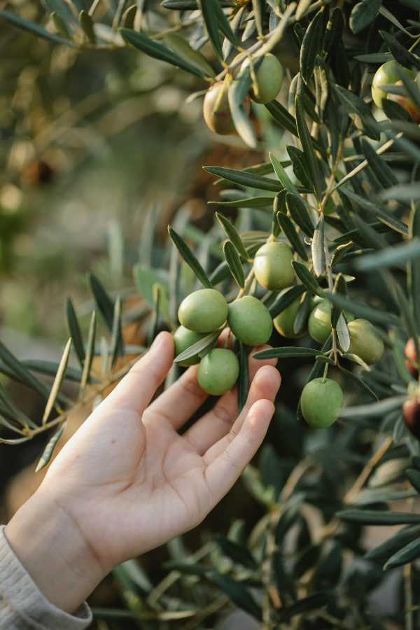 Olive per olio extra vergine italiano