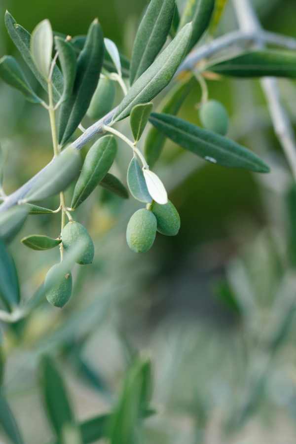 olive italiane per migliore olio EVO