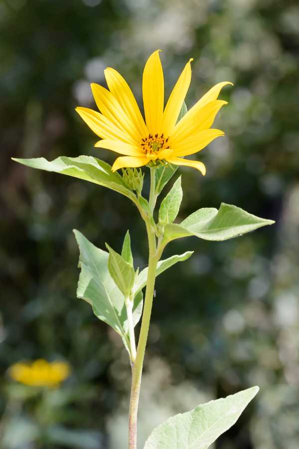 fiore del topinanbur