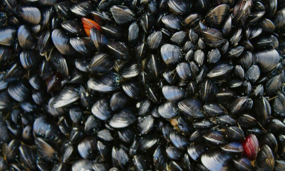 cozze benefici sostenibilità