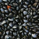 cozze benefici sostenibilità