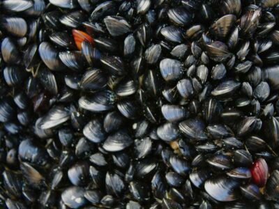 cozze benefici sostenibilità