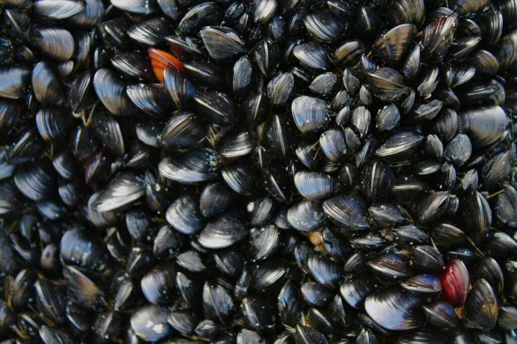 Cozze