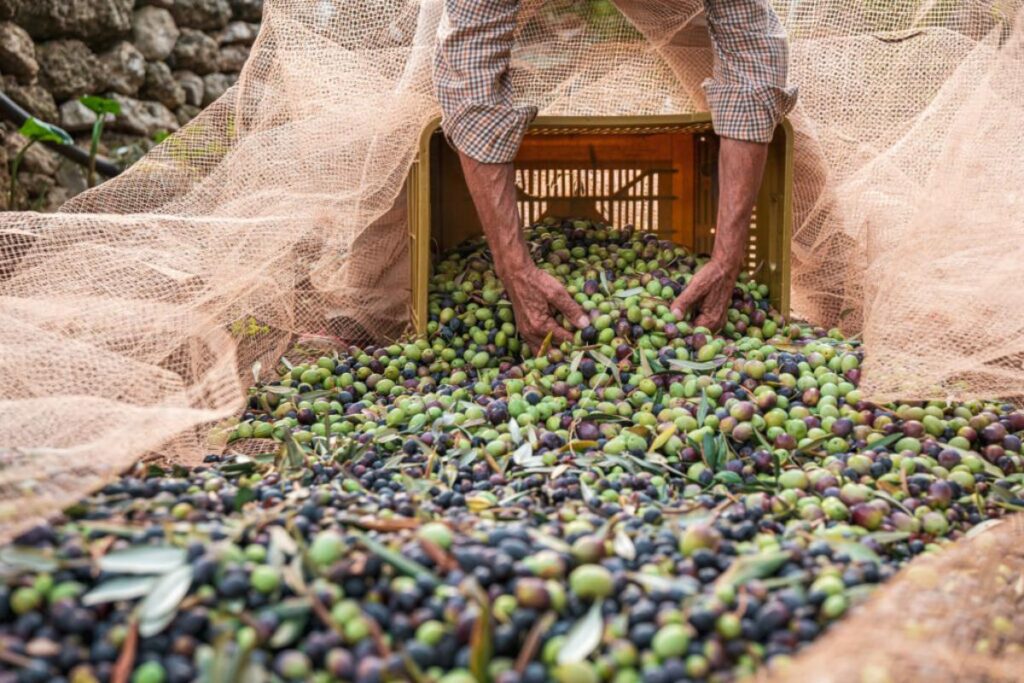 olive italiane per olio extra vergine