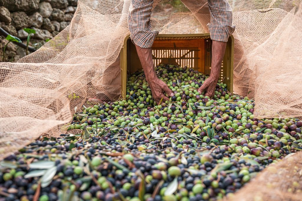 L'olio DOP: l'oro di Puglia