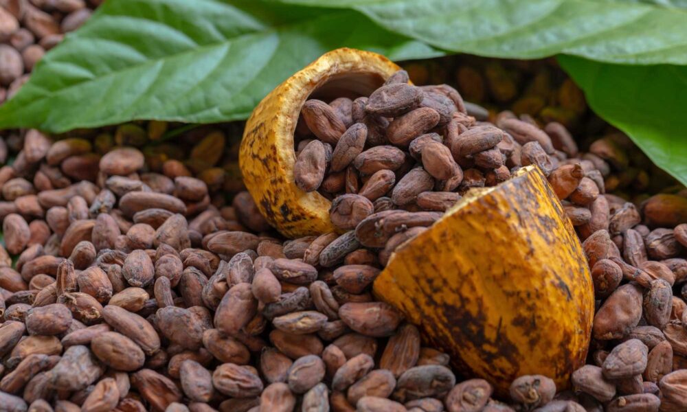 cacao