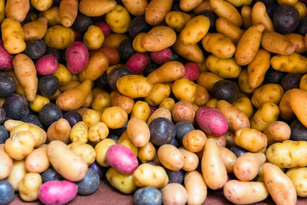 tipologie di patate