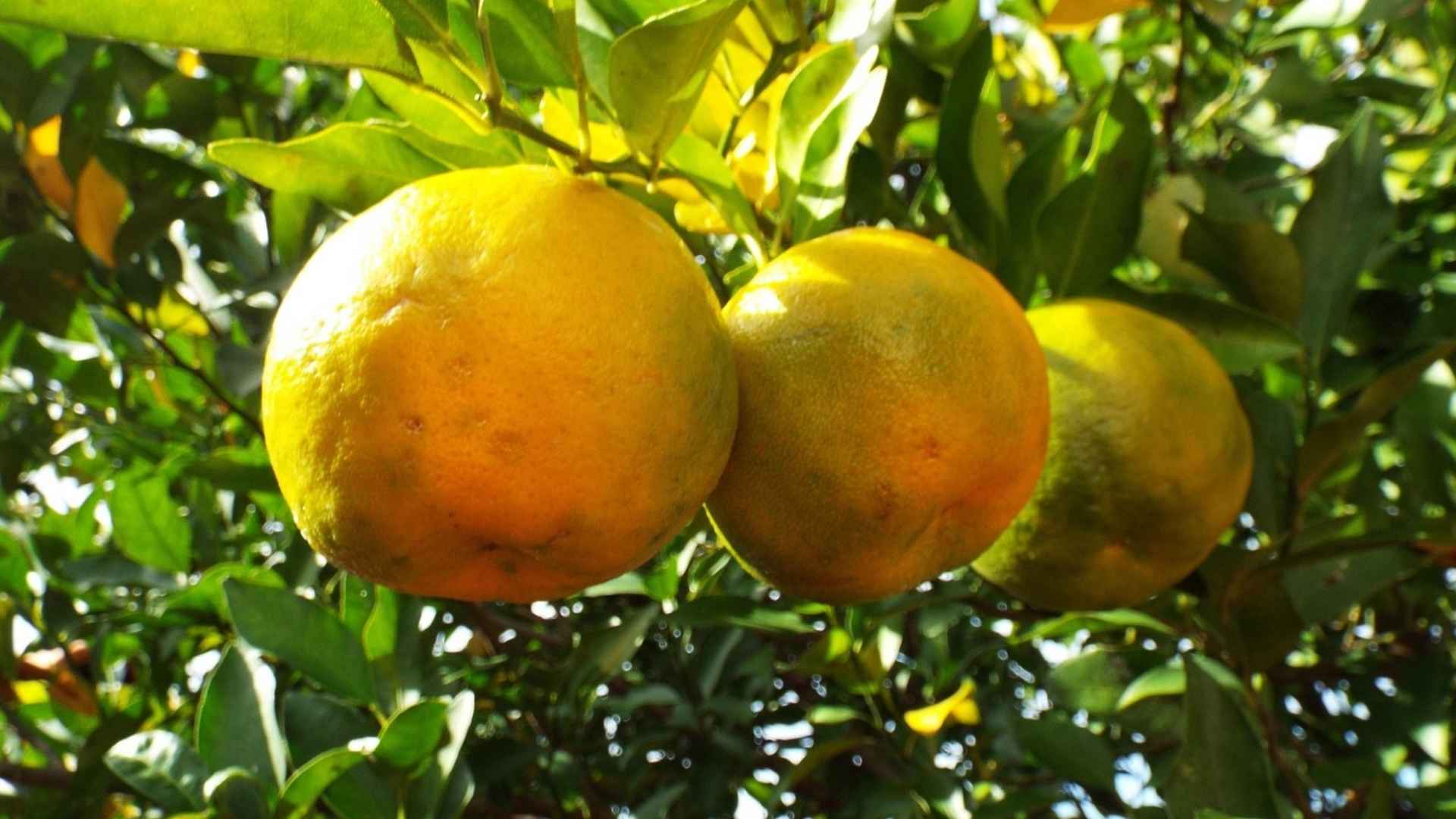 bergamotto di calabria