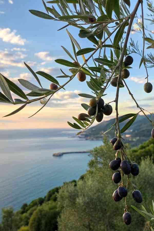 olive taggiasche