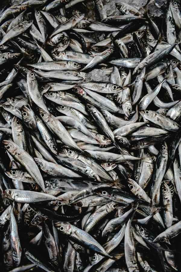sardine