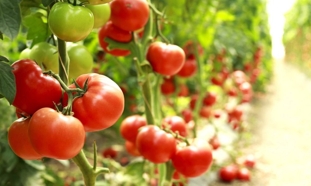 pomodori