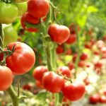 pomodori