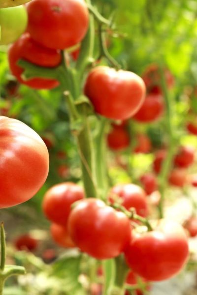 pomodori